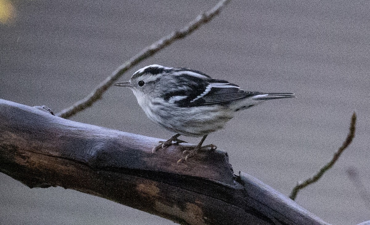 Black-and-white Warbler - ML495872791