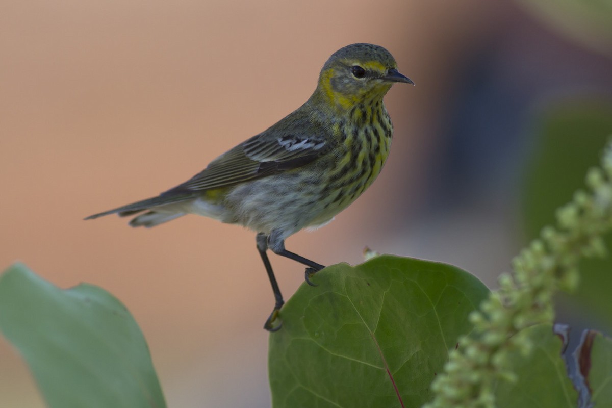 Cape May Warbler - ML49587471