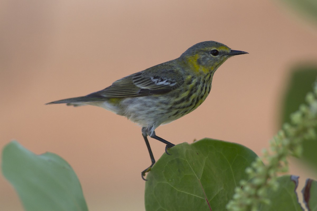 Cape May Warbler - ML49587481
