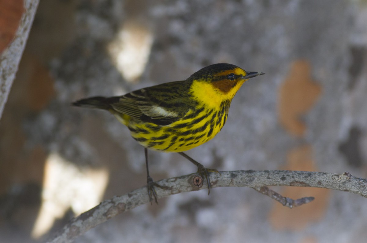 Cape May Warbler - ML49587491