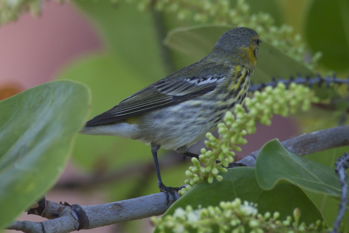 Cape May Warbler - ML49587501