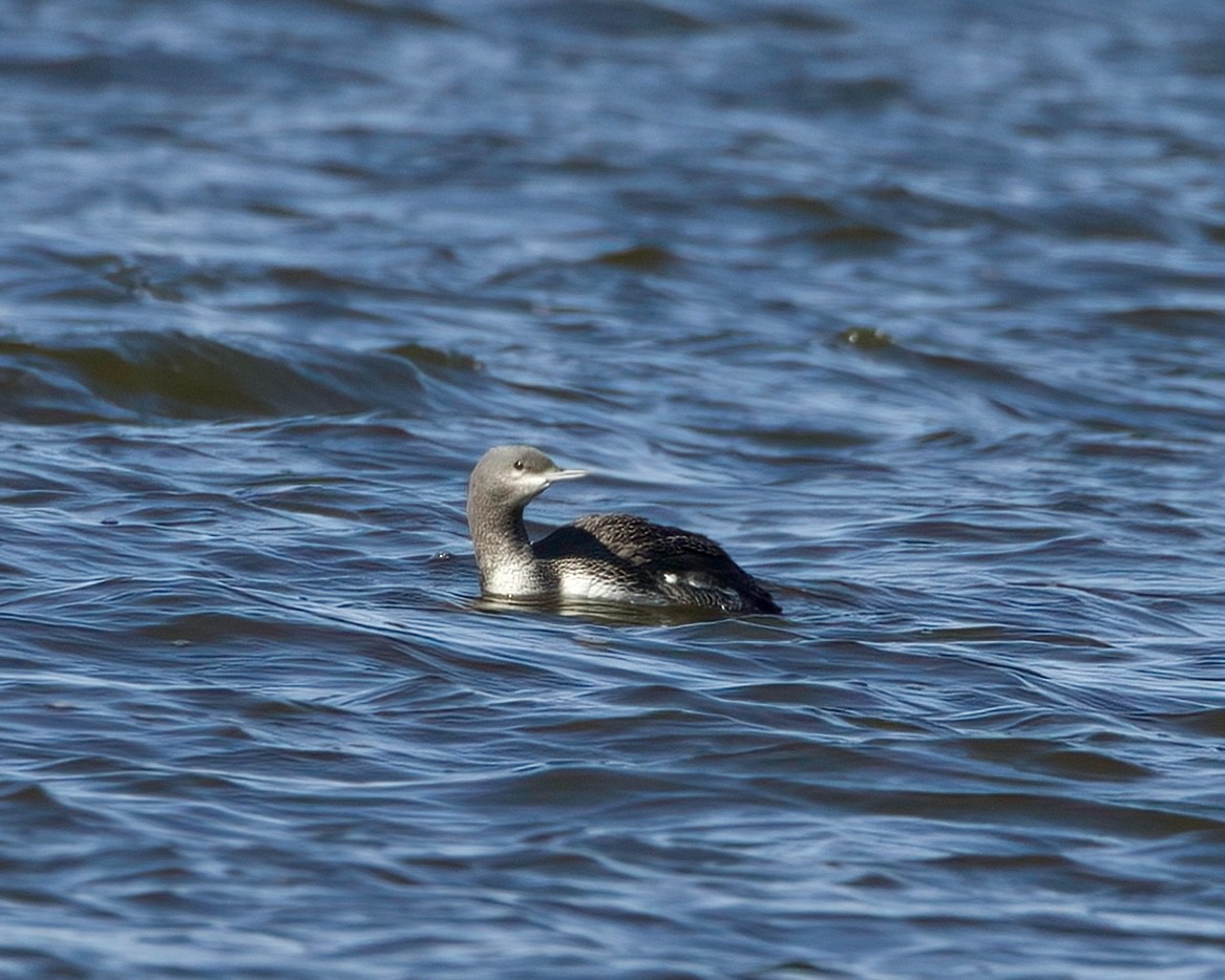 Red-throated Loon - Kyle Bess