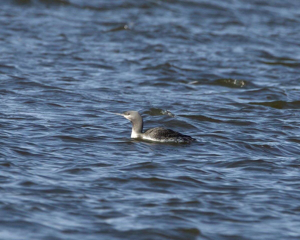 Red-throated Loon - ML495876931