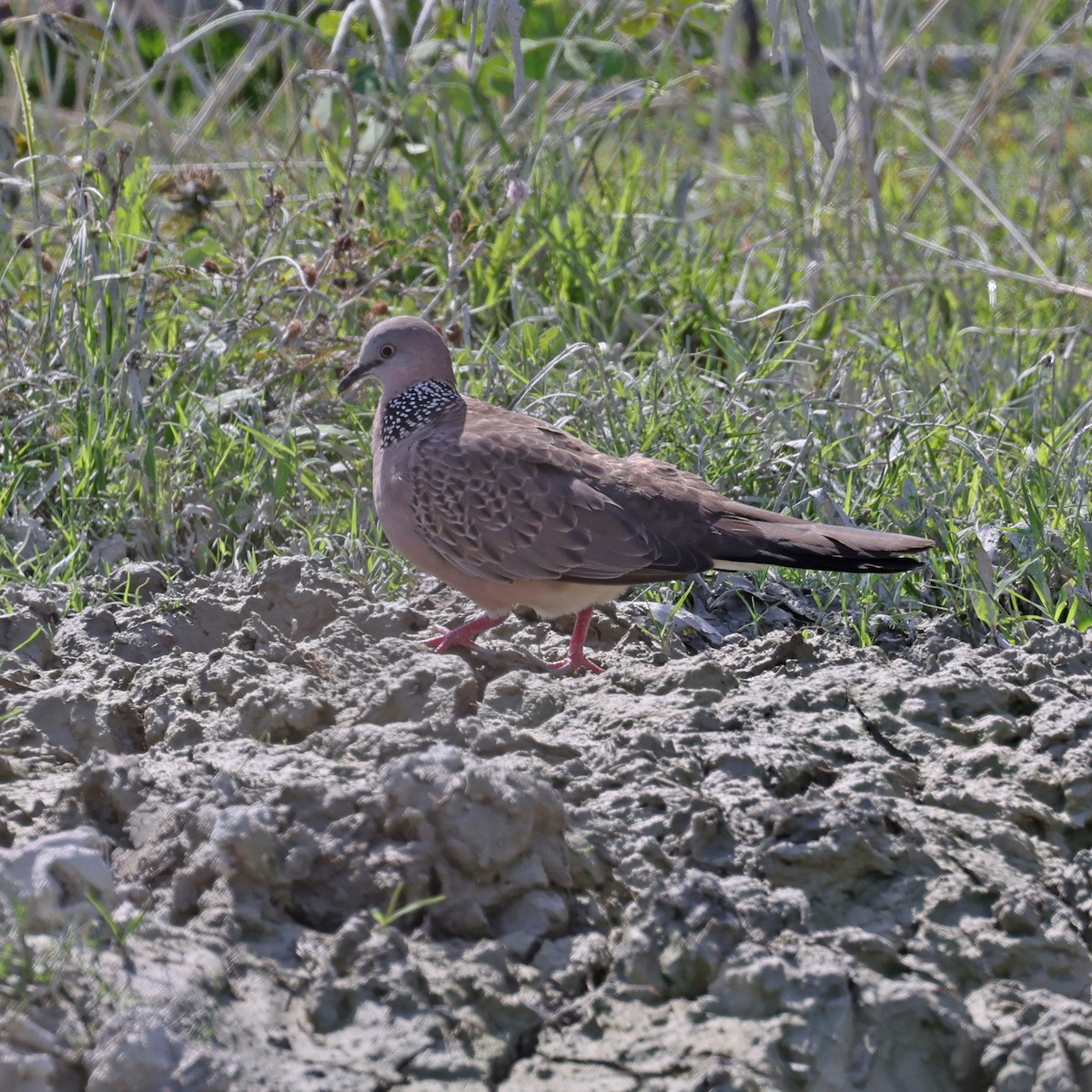 Spotted Dove - ML495877461