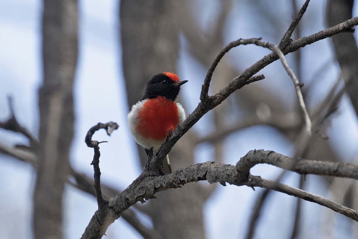 Red-capped Robin - ML495881341