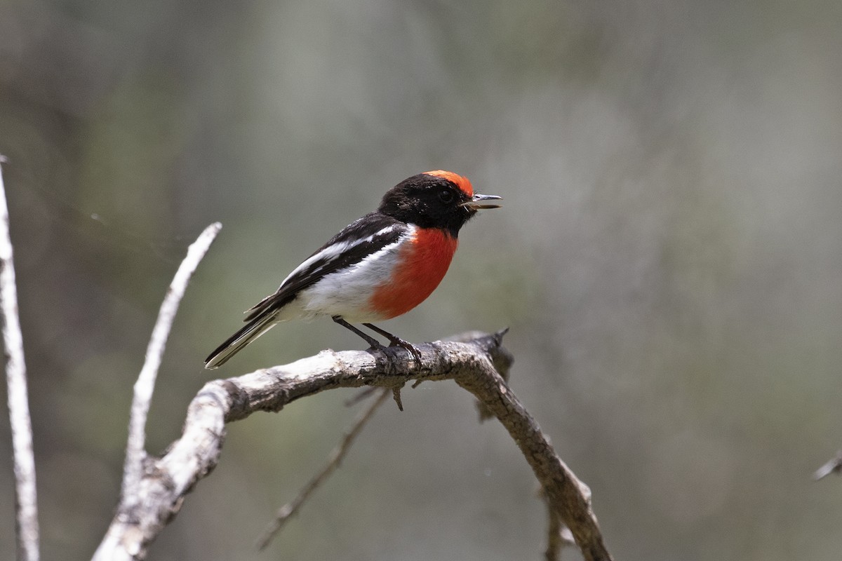 Red-capped Robin - ML495881351
