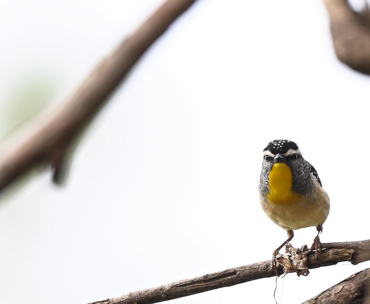 Spotted Pardalote - ML495886131