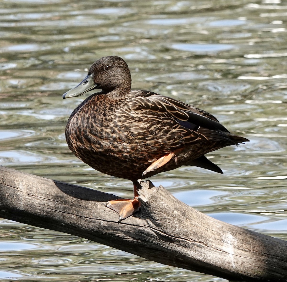 Meller's Duck - Howard Laidlaw