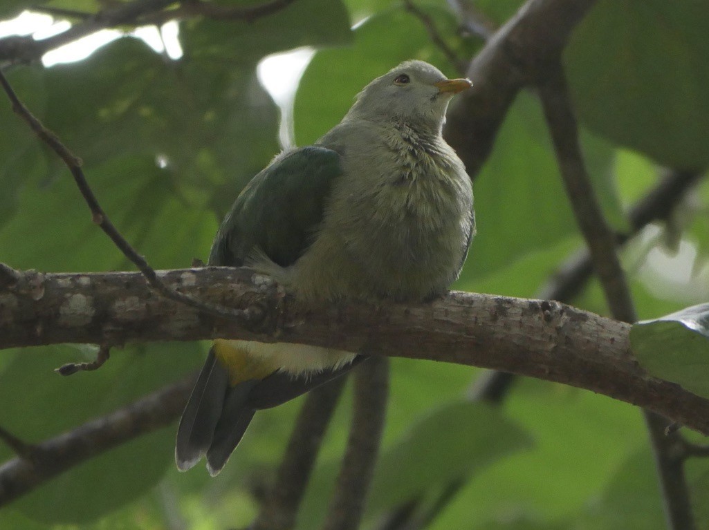 Gray-green Fruit-Dove - Richard Hasegawa