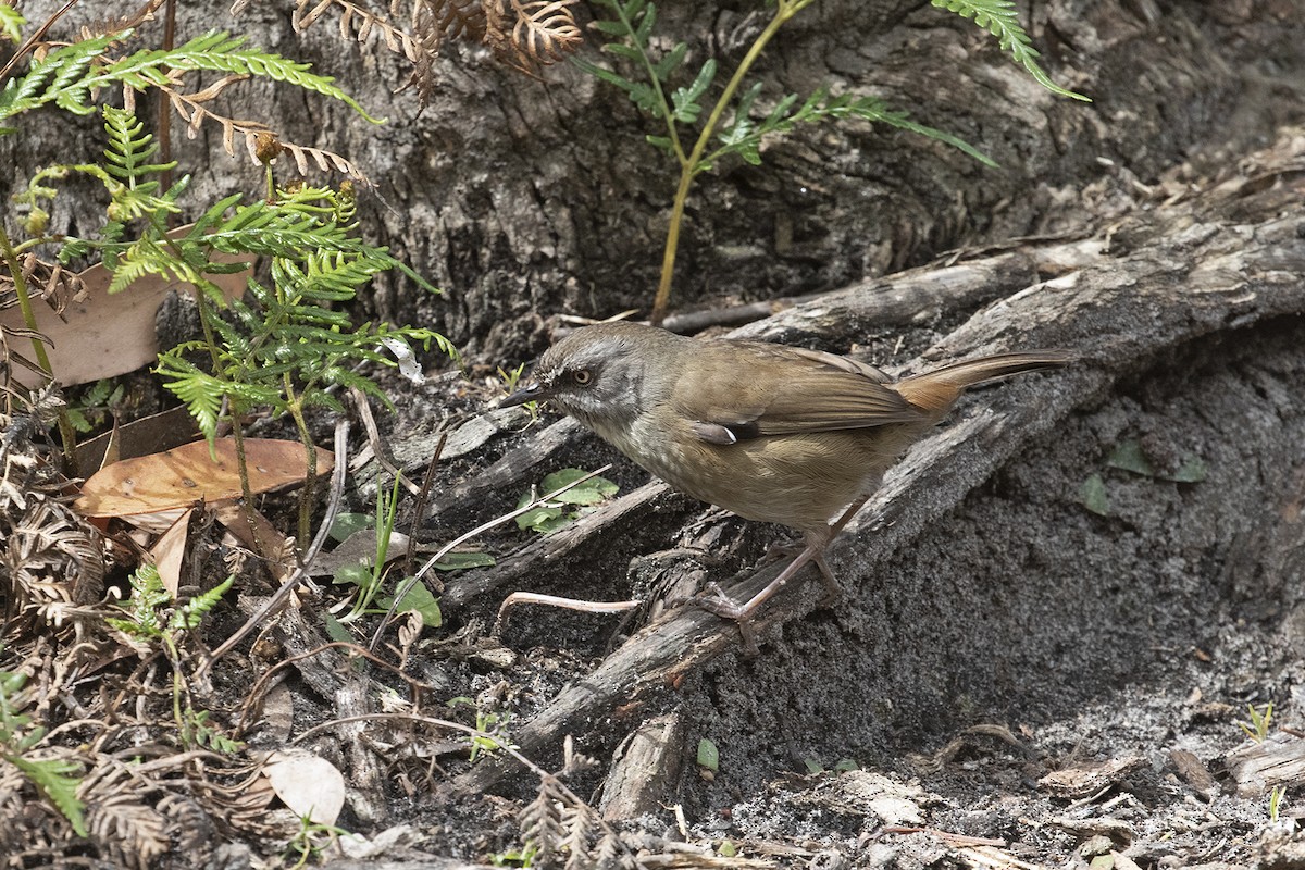 Tasmanian Scrubwren - Charley Hesse TROPICAL BIRDING