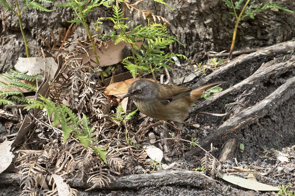 Tasmanian Scrubwren - Charley Hesse TROPICAL BIRDING