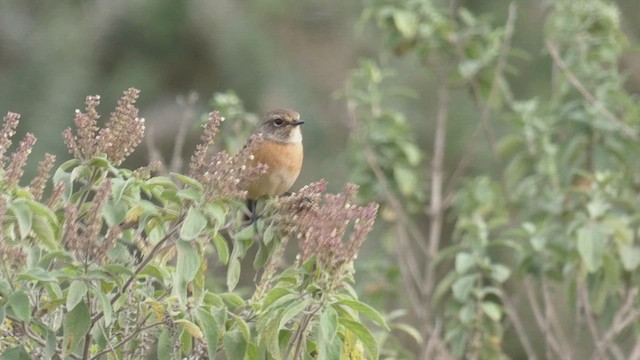 African Stonechat - ML495890791