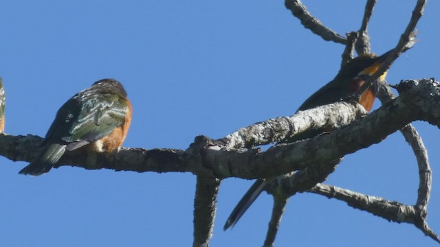 Little Bee-eater - ML495891291