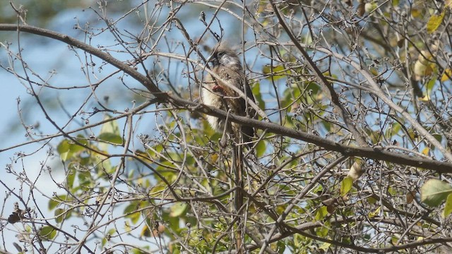 Speckled Mousebird - ML495892181