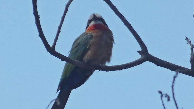 White-fronted Bee-eater - ML495892571