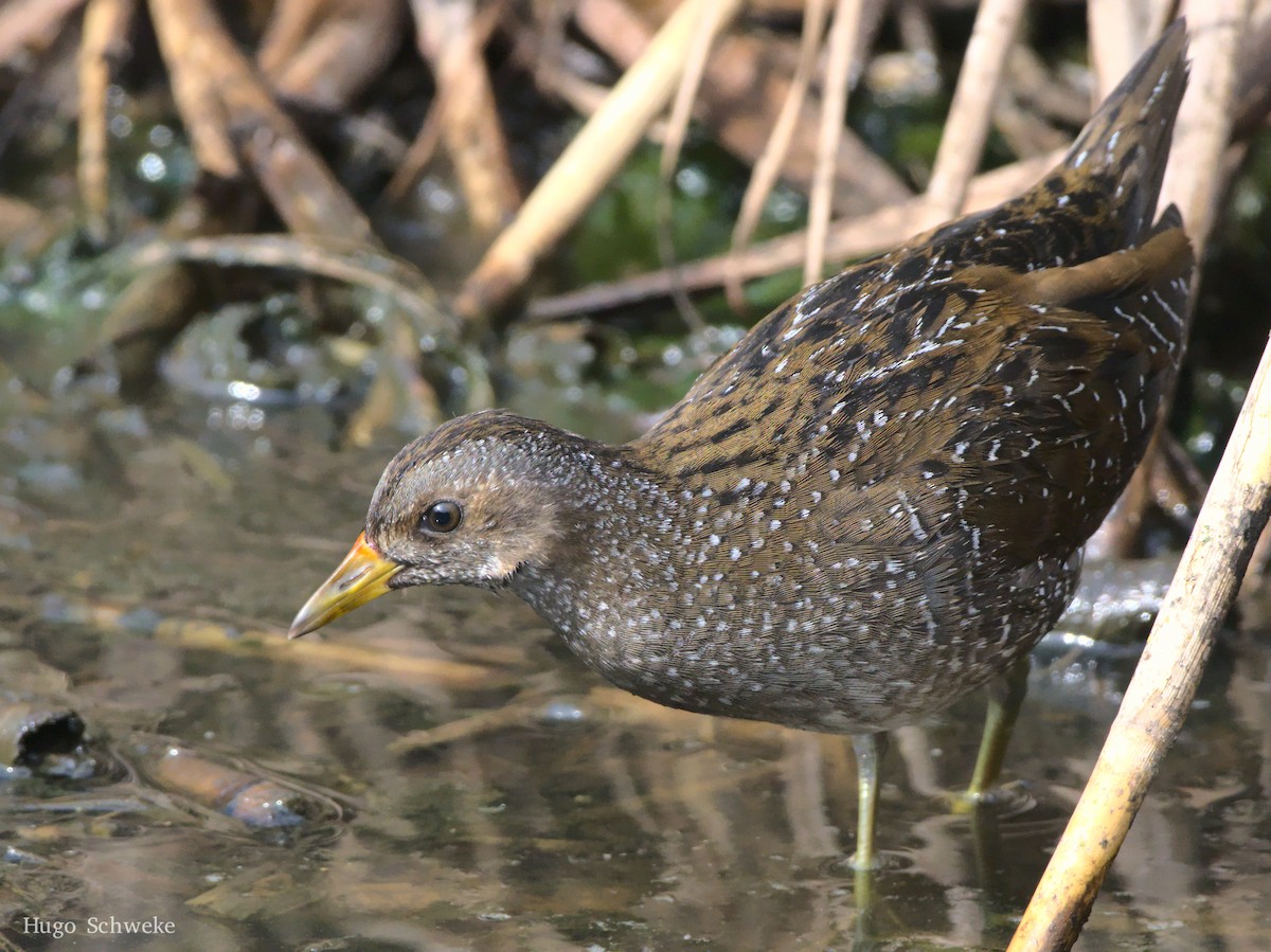 Spotted Crake - ML495895791