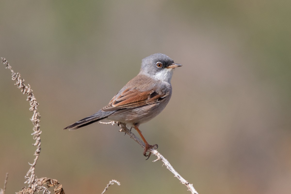 Spectacled Warbler - ML495895821