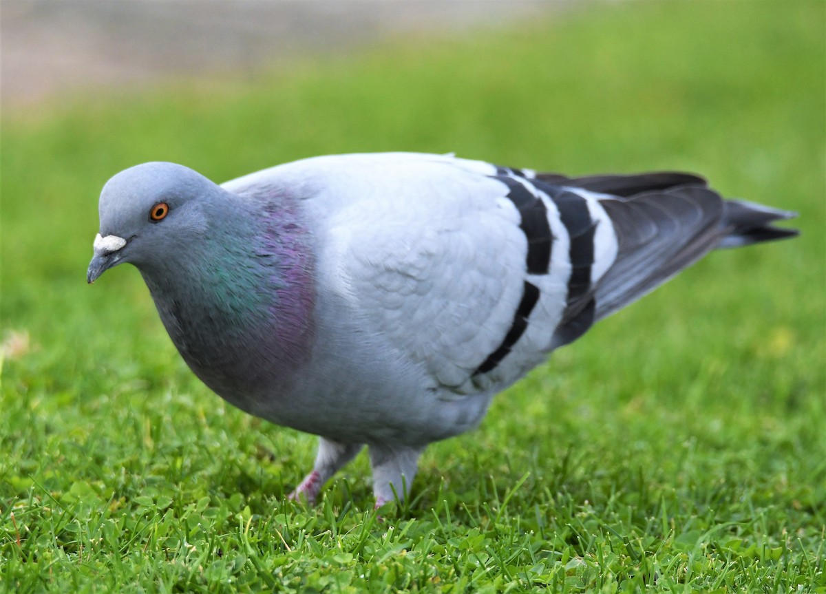 Rock Pigeon (Feral Pigeon) - ML495909861