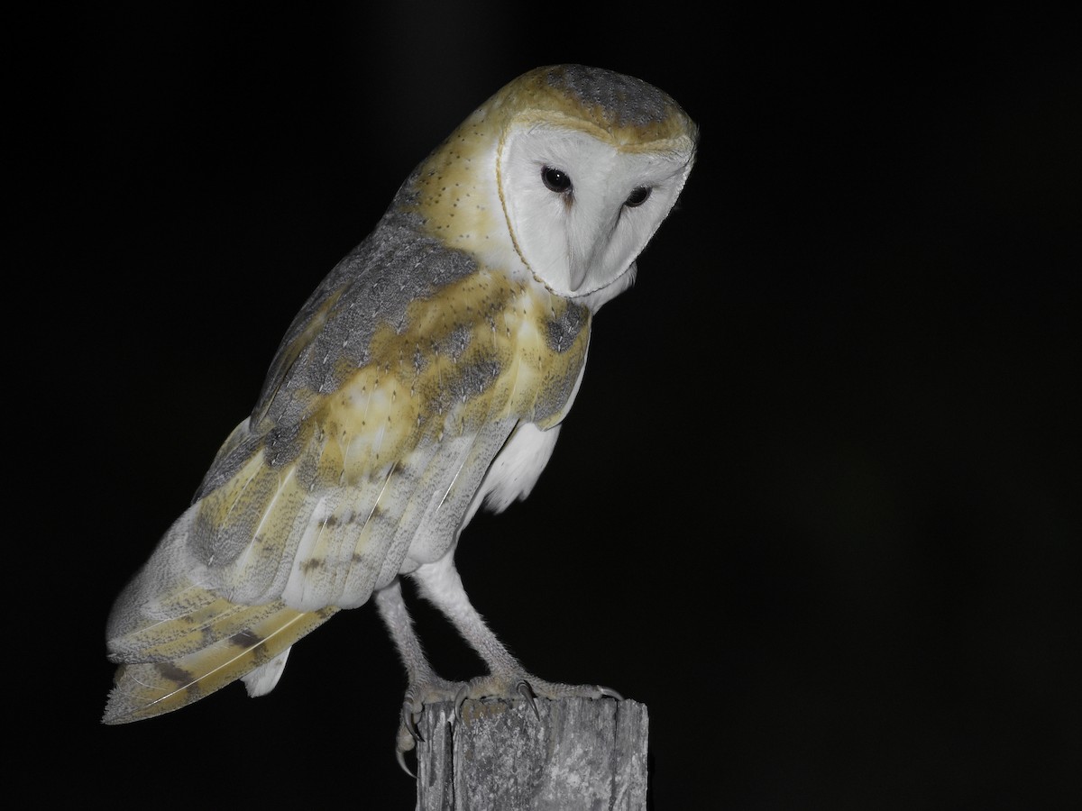 Barn Owl - ML495911841