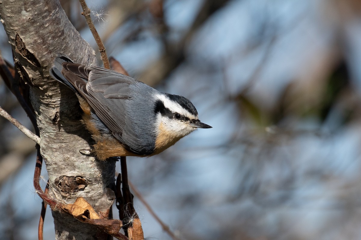 Red-breasted Nuthatch - Peter Capobianco