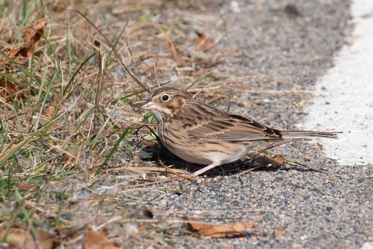 Vesper Sparrow - ML495916121