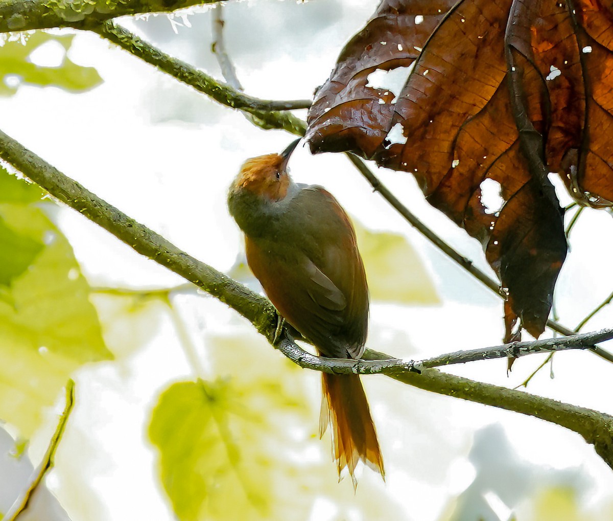 Red-faced Spinetail - ML495916131