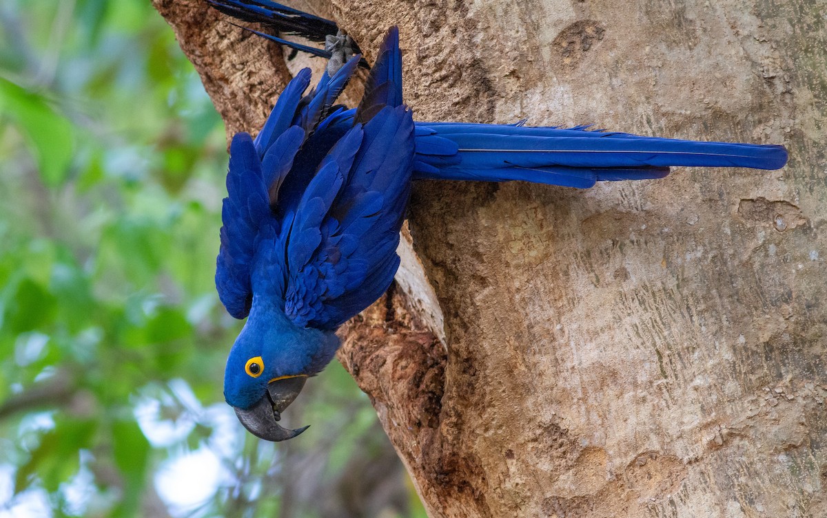 Hyacinth Macaw - ML495916371
