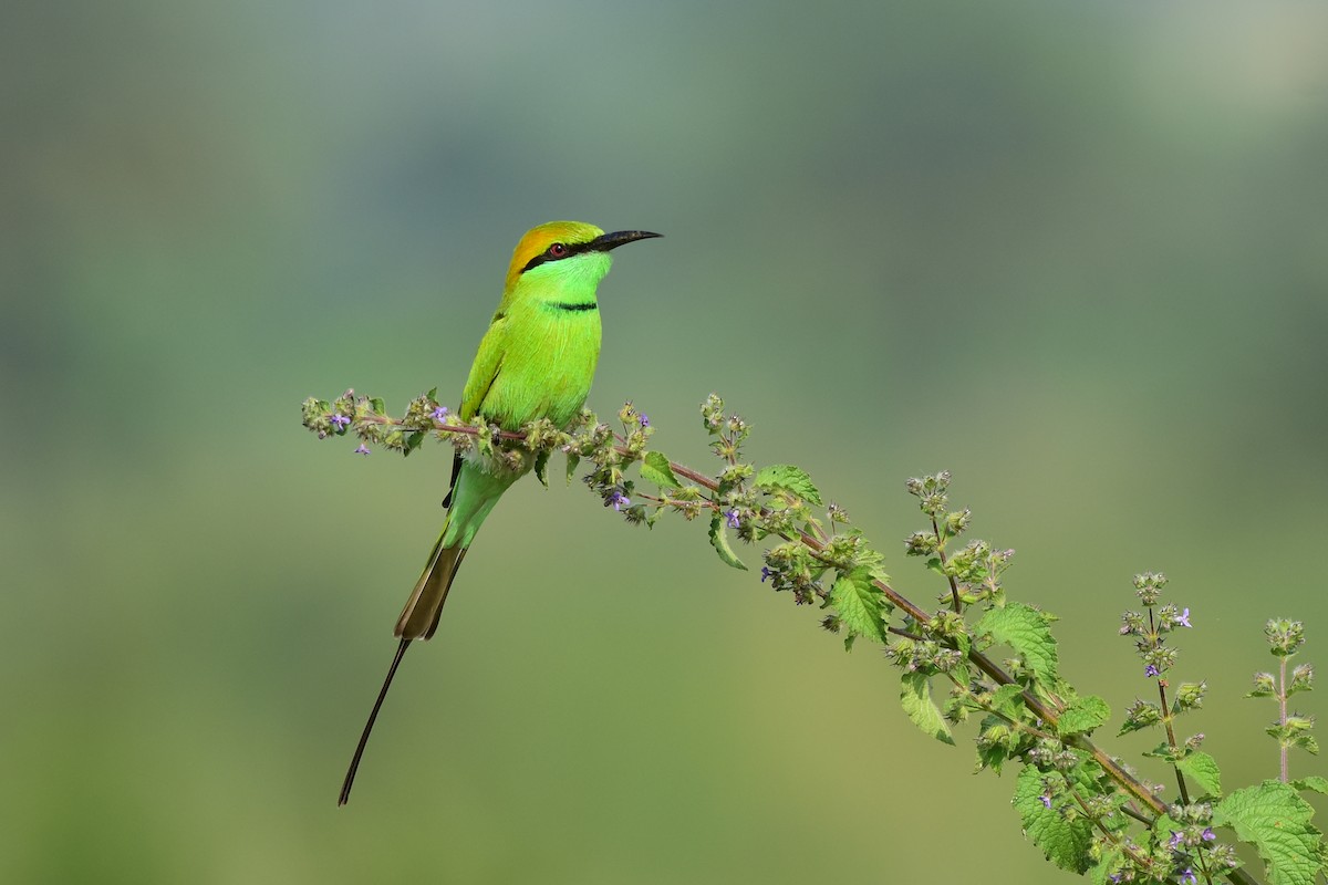 Asian Green Bee-eater - Ajoy Kumar Dawn