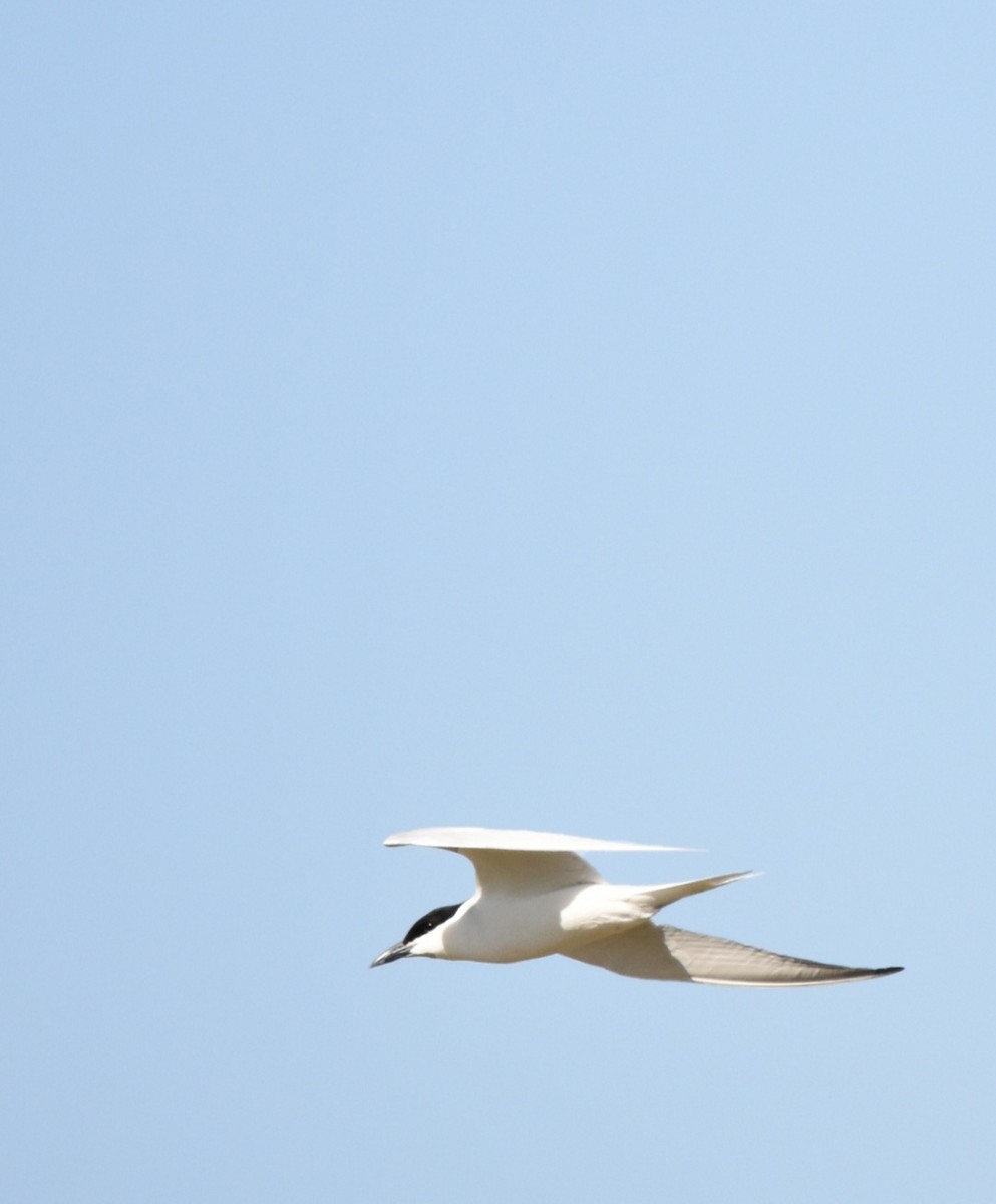 Gull-billed Tern - ML495920481