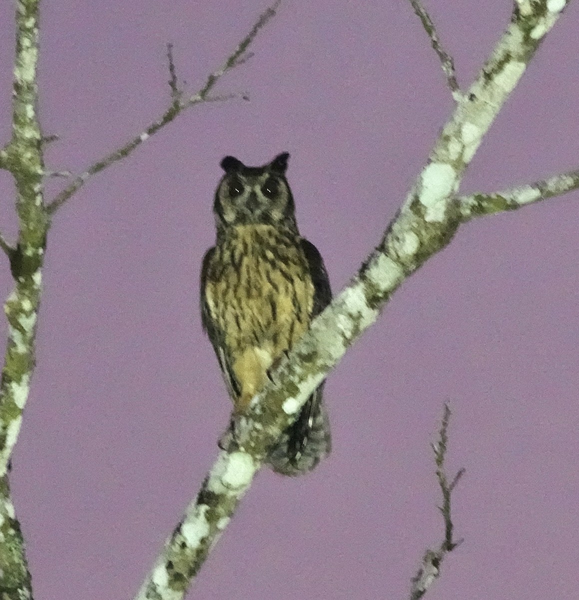 Madagascar Owl - Howard Laidlaw