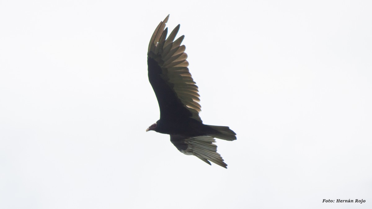 Turkey Vulture - Hernán Rojo
