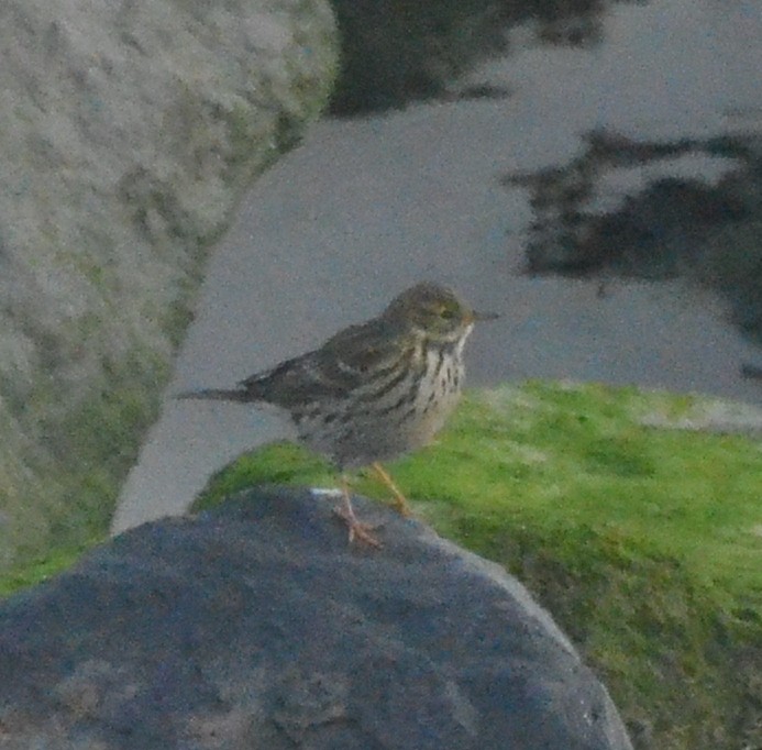 Meadow Pipit - ML495922581