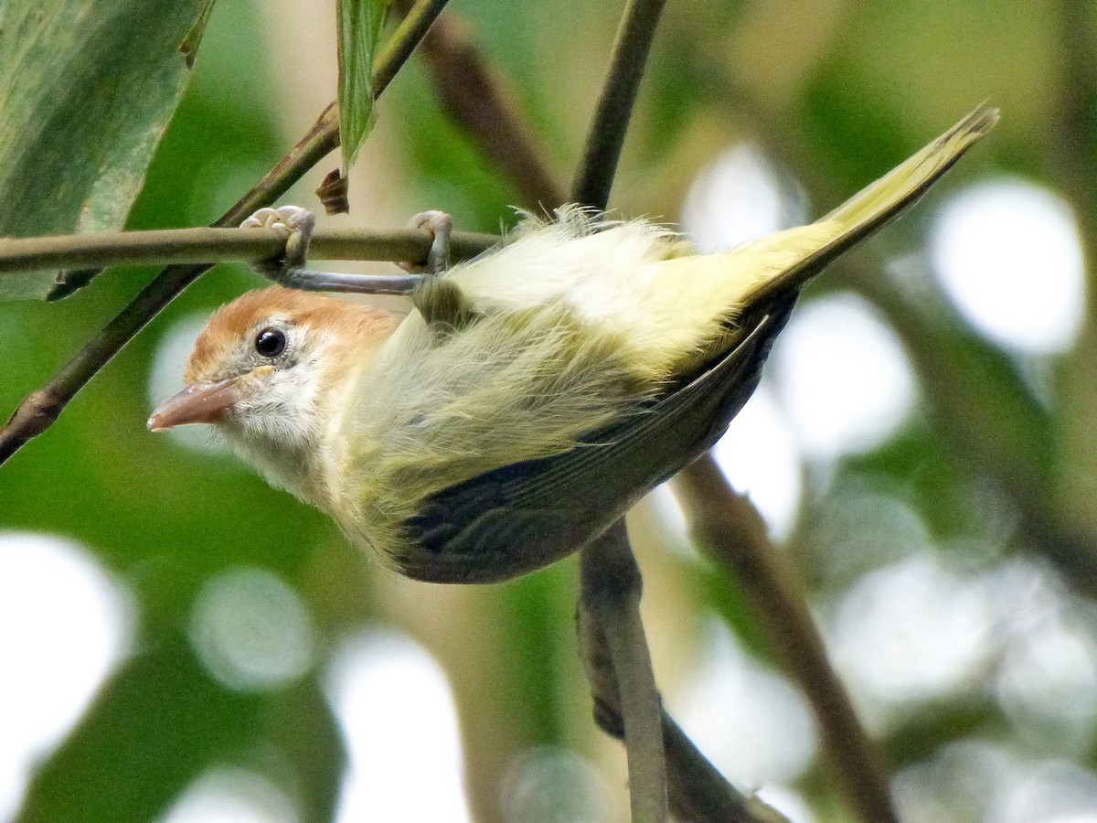 Rufous-naped Greenlet - ML495922681