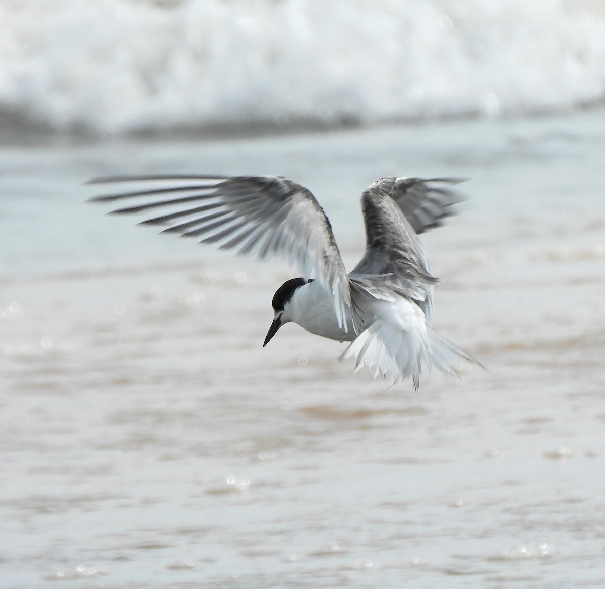 Common Tern - ML495923311