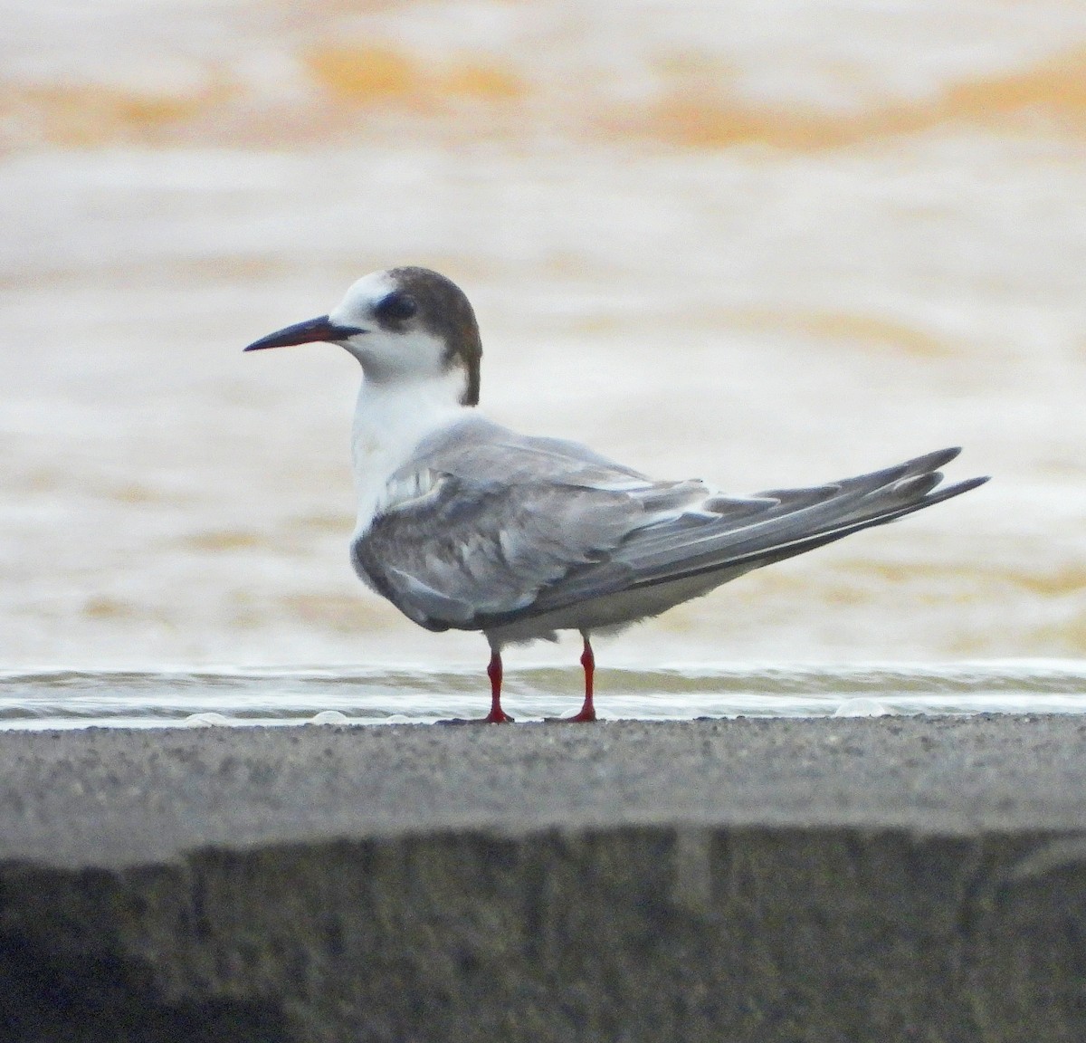 Common Tern - ML495923331