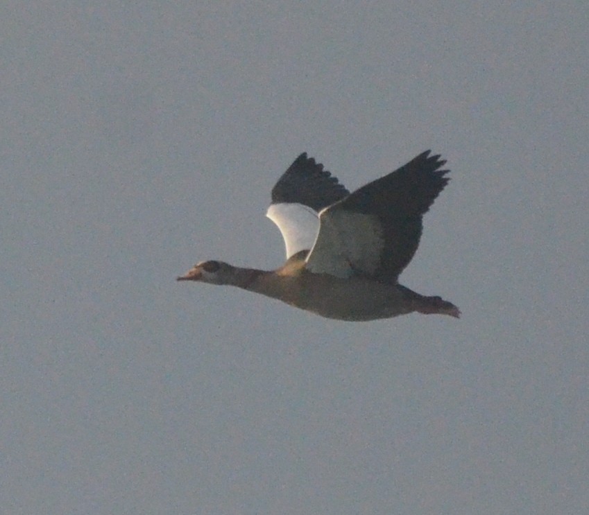 Egyptian Goose - ML495923481