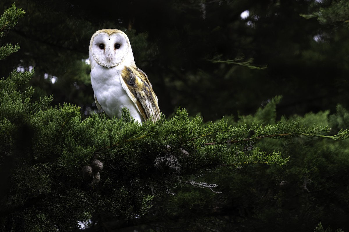 Barn Owl (American) - ML495924481