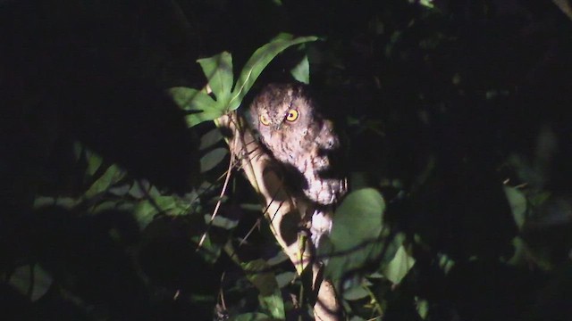 Sulawesi Scops-Owl - ML495924941