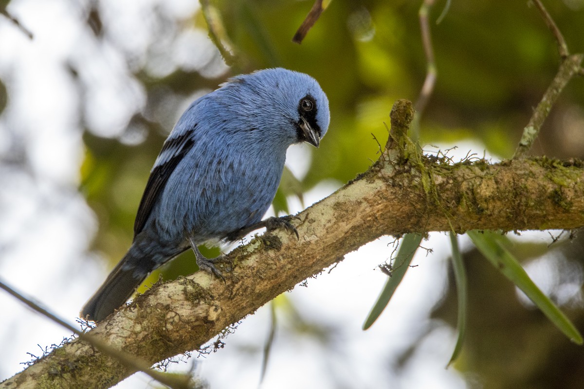 Blue-and-black Tanager - ML495933031