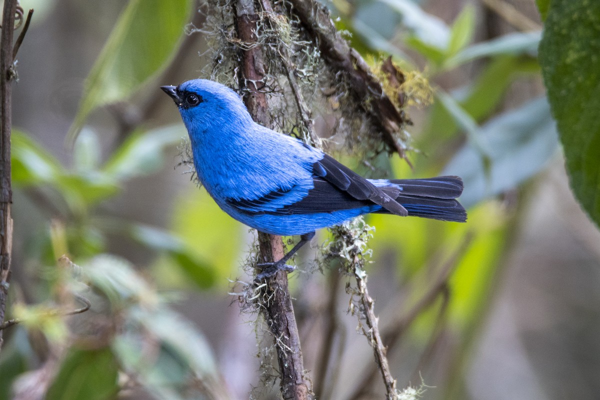 Blue-and-black Tanager - ML495933041