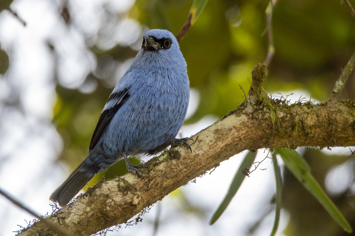 Blue-and-black Tanager - ML495933051