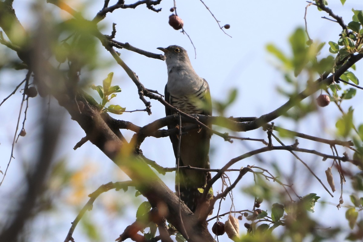Madagascar Cuckoo - ML495933841