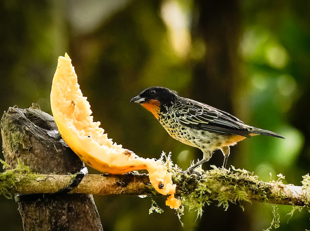 Rufous-throated Tanager - ML495934391