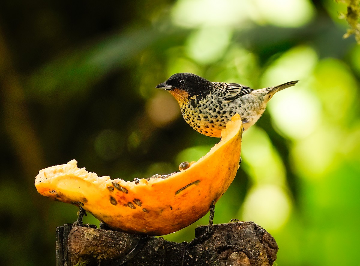 Rufous-throated Tanager - ML495934401