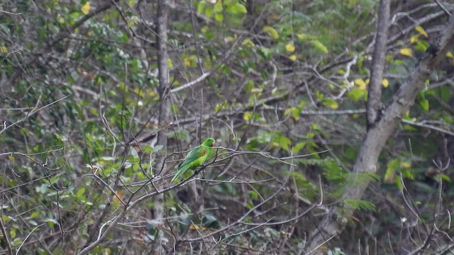 Olive-shouldered Parrot - ML495940021