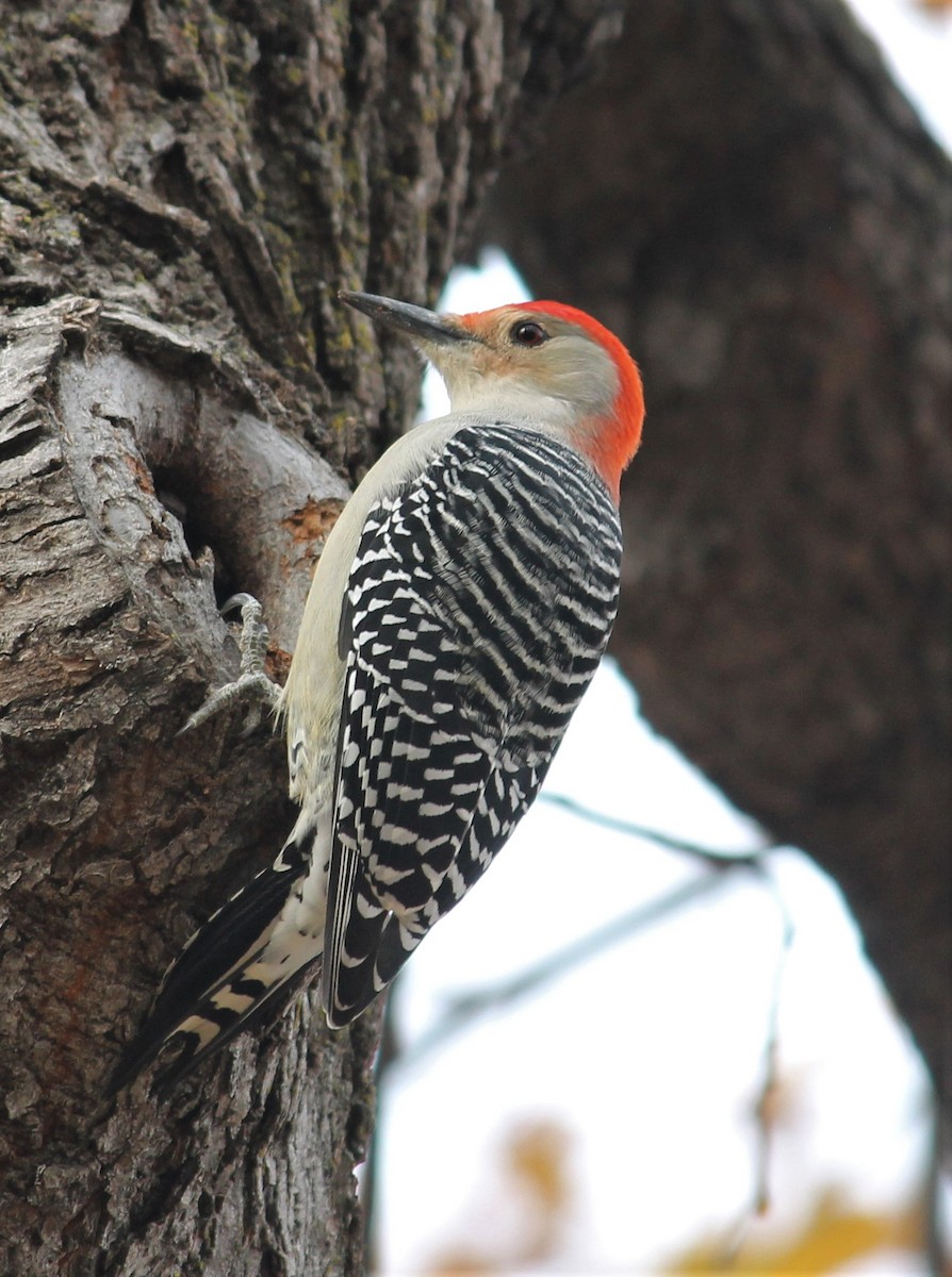 Red-bellied Woodpecker - ML495941221