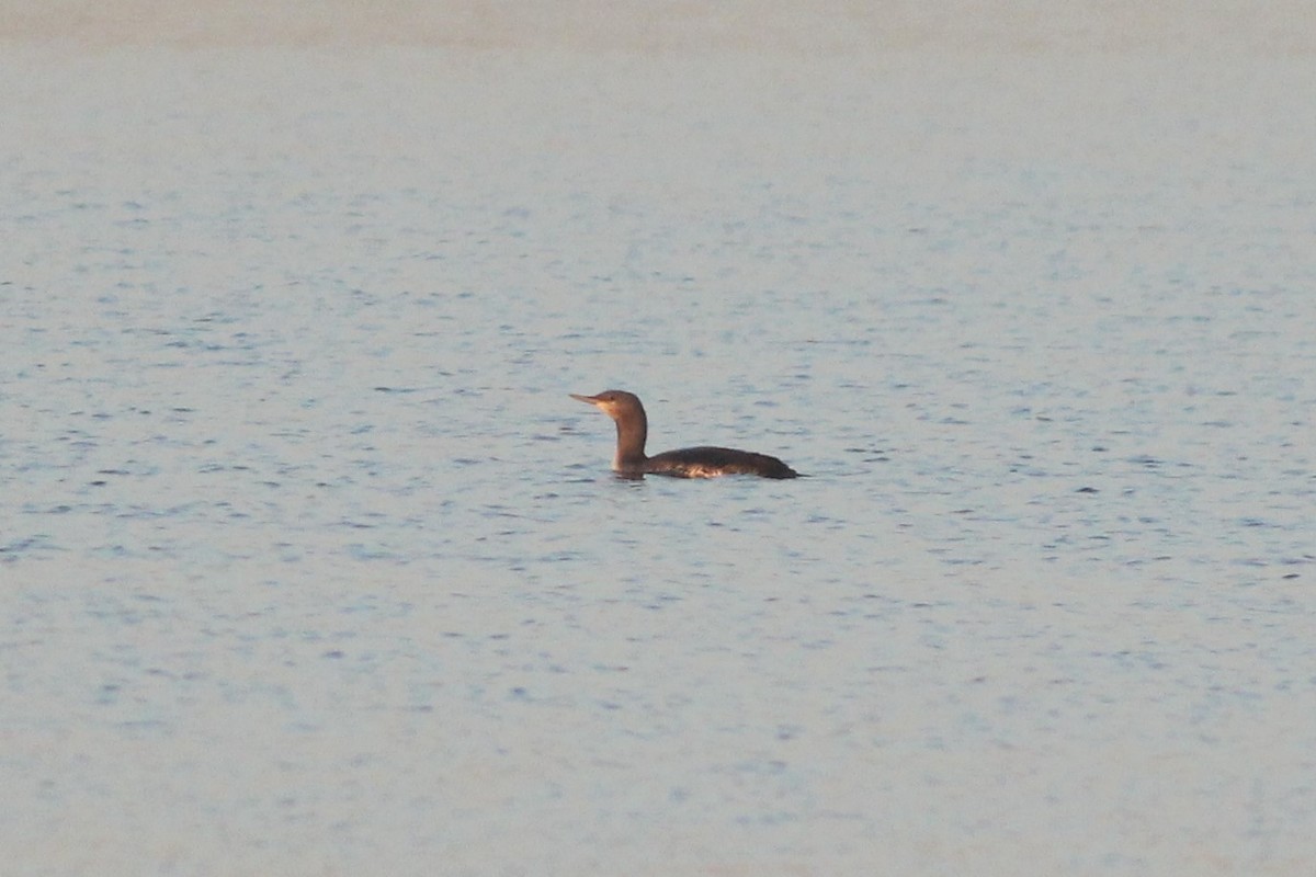 Red-throated Loon - ML495944921