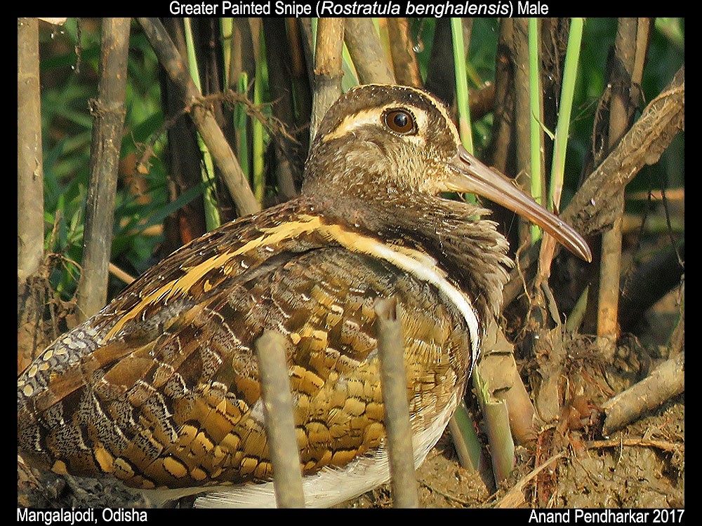 Greater Painted-Snipe - ML49594771