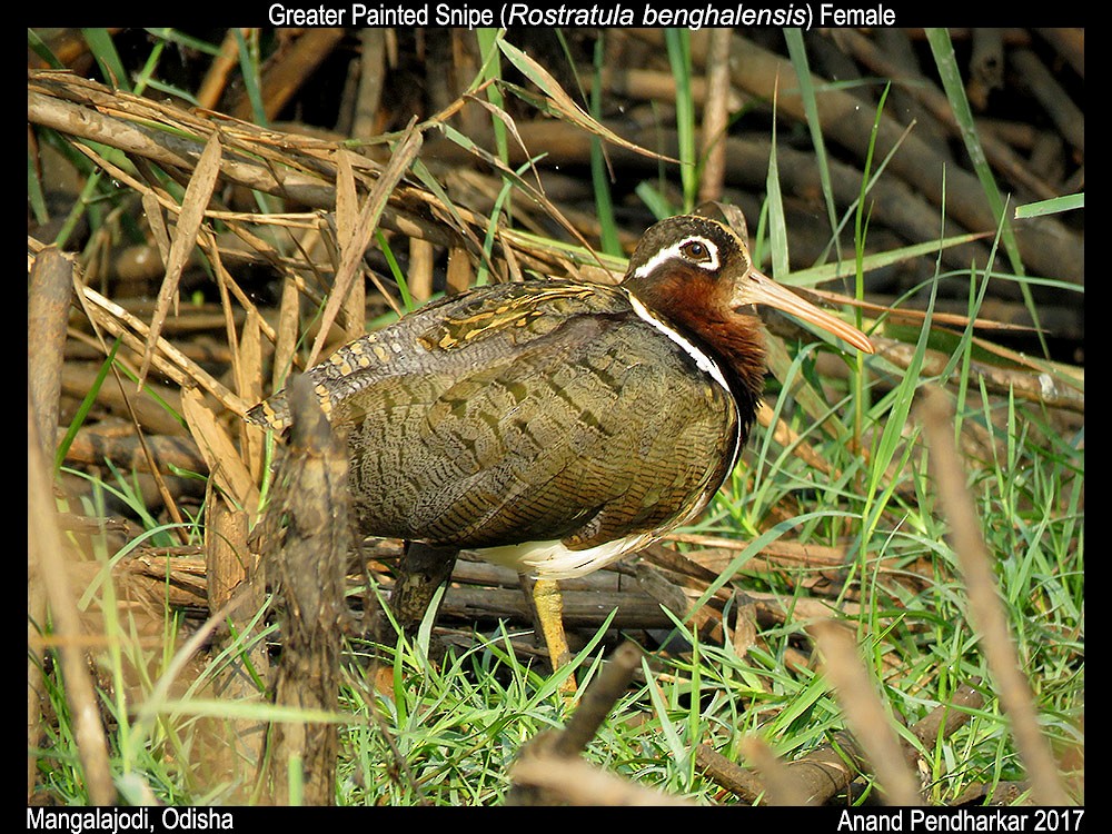 Greater Painted-Snipe - ML49594781