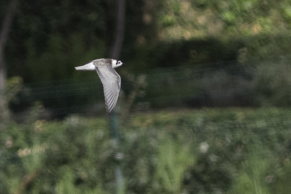 White-winged Tern - ML495949911